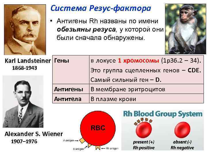 Система Резус фактора • Антигены Rh названы по имени обезьяны резуса, у которой они