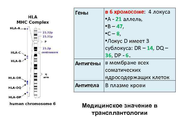 Генетическая карта локуса