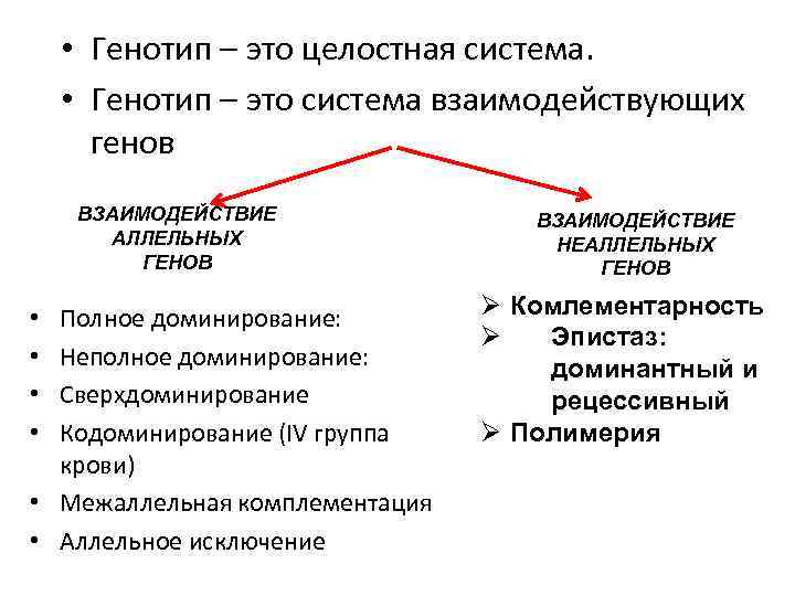  • Генотип – это целостная система. • Генотип – это система взаимодействующих генов