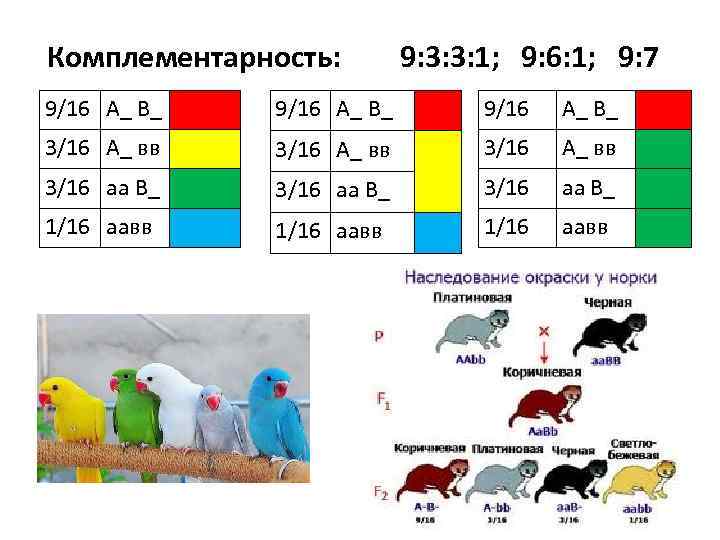 Комплементарность: 9: 3: 3: 1; 9: 6: 1; 9: 7 9/16 А_ В_ 3/16