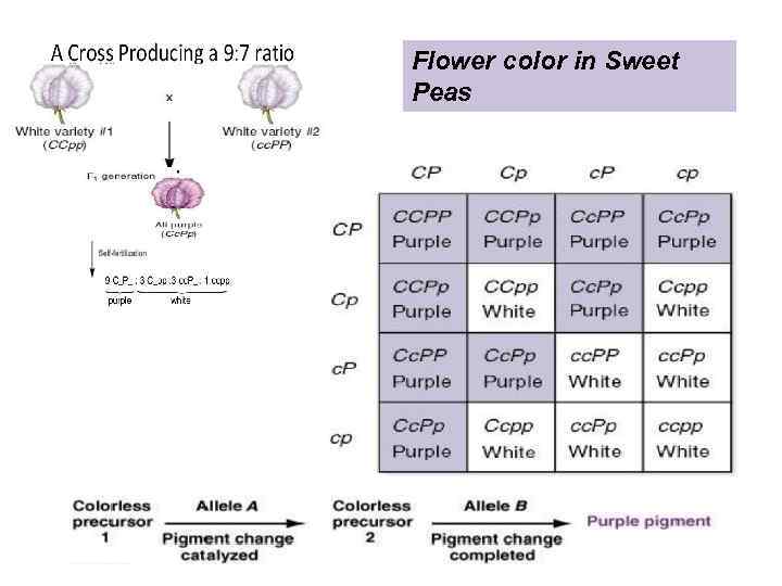 Flower color in Sweet Peas 