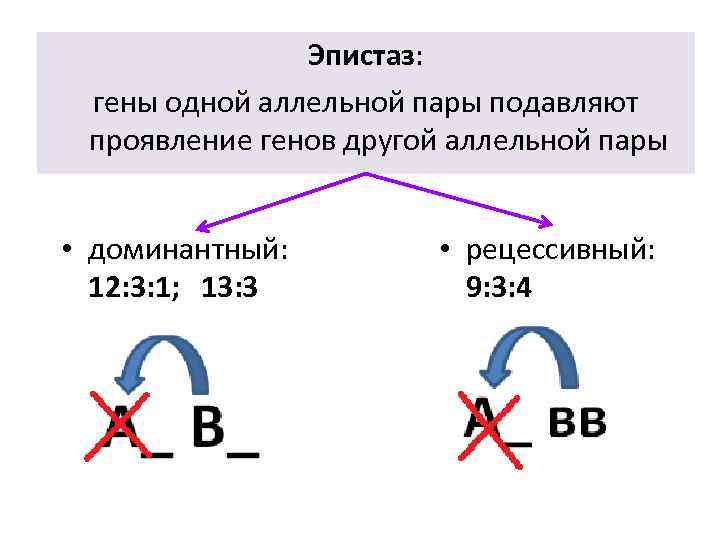 Эпистаз: гены одной аллельной пары подавляют проявление генов другой аллельной пары • доминантный: 12: