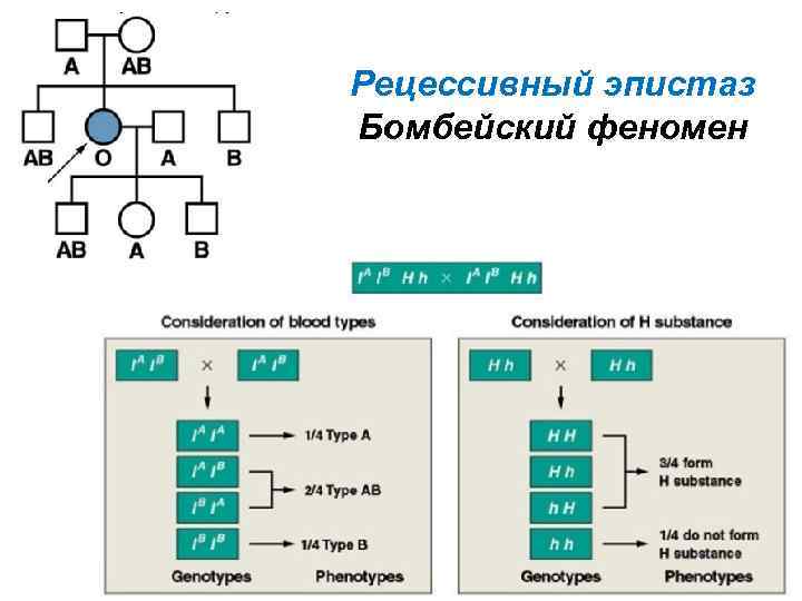 Рецессивный эпистаз Бомбейский феномен 