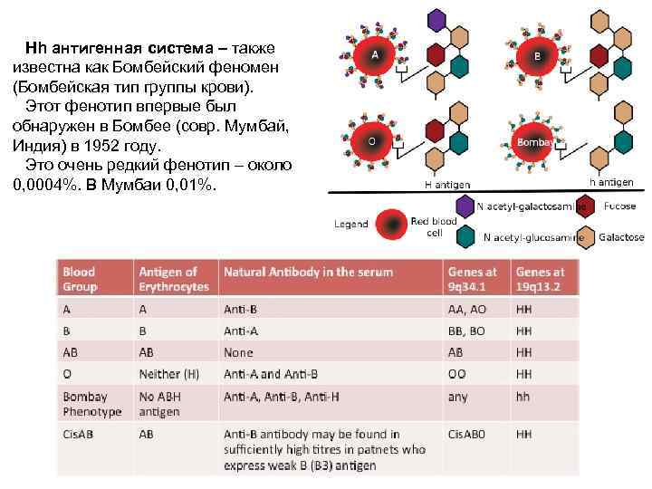 Hh антигенная система – также известна как Бомбейский феномен (Бомбейская тип группы крови). Этот