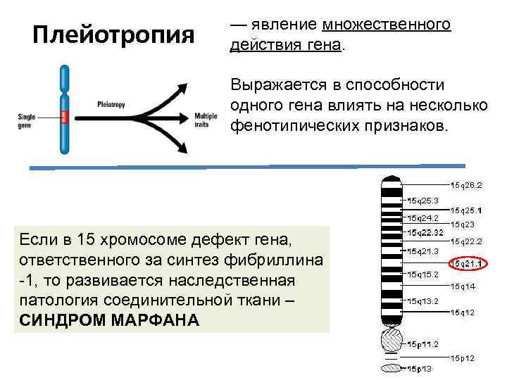 Плейотропия — явление множественного действия гена. Выражается в способности одного гена влиять на несколько