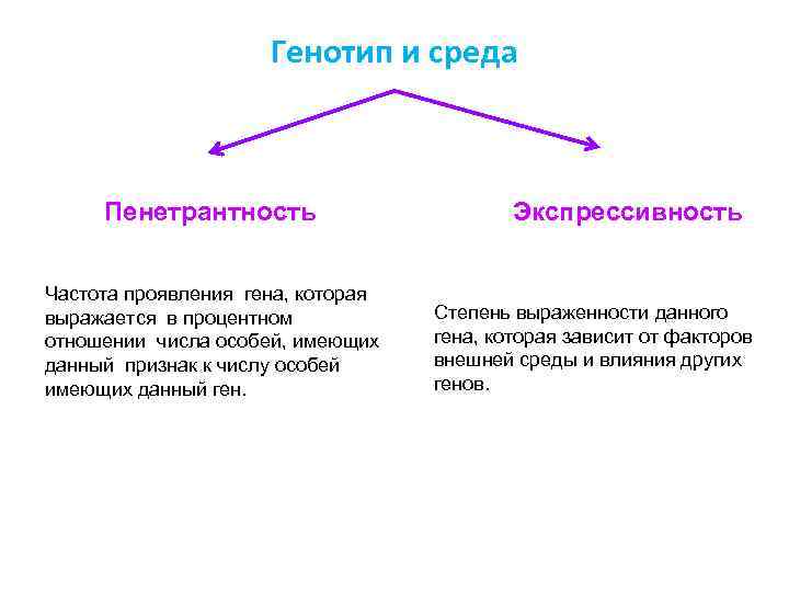 Генотип и среда Пенетрантность Частота проявления гена, которая выражается в процентном отношении числа особей,
