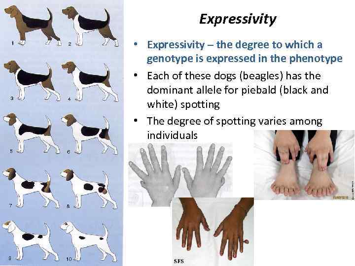 Expressivity • Expressivity – the degree to which a genotype is expressed in the