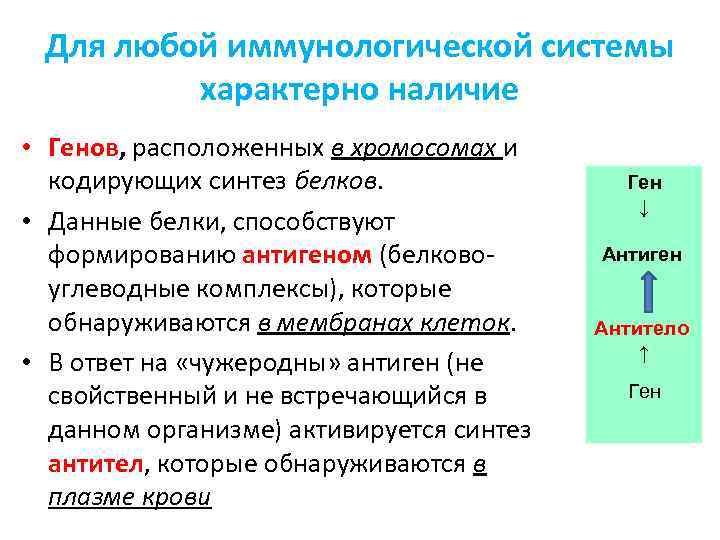 Для любой иммунологической системы характерно наличие • Генов, расположенных в хромосомах и кодирующих синтез