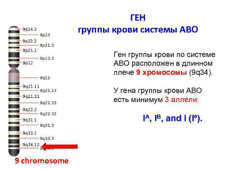 ГЕН группы крови системы АВО Ген группы крови по системе АВО расположен в длинном