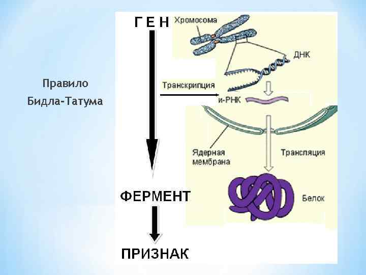 Правило Бидла-Татума 