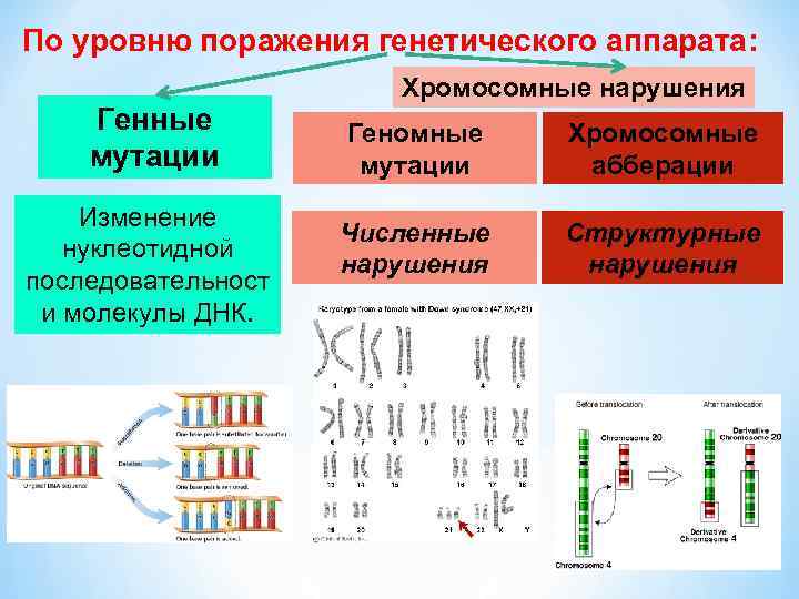 Примеры генных мутаций