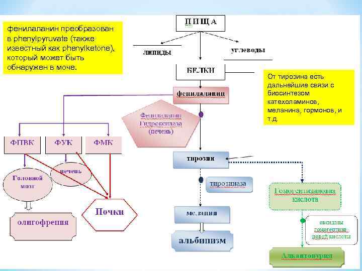 фенилаланин преобразован в phenylpyruvate (также известный как phenylketone), который может быть обнаружен в моче.
