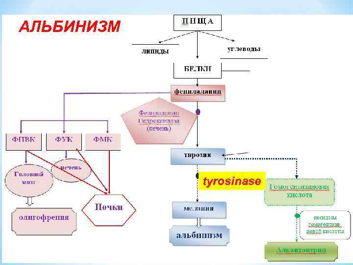 АЛЬБИНИЗМ tyrosinase 