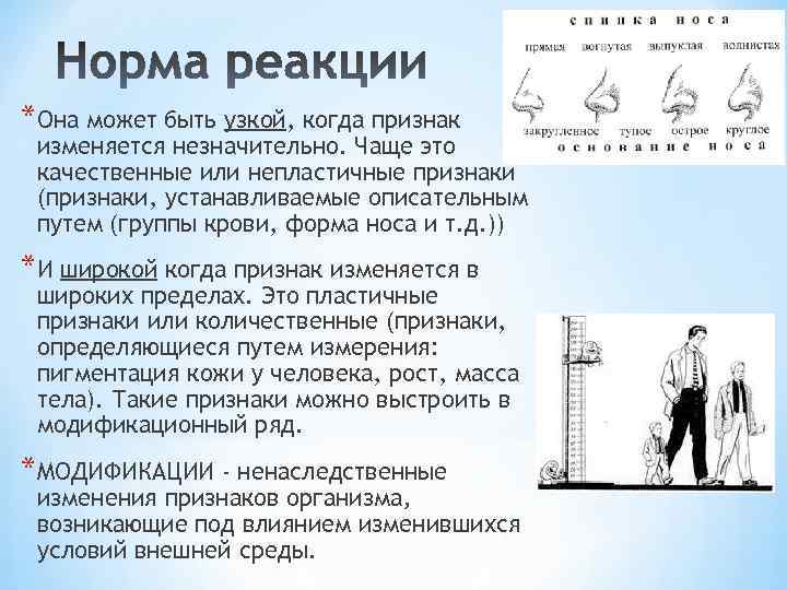 *Она может быть узкой, когда признак изменяется незначительно. Чаще это качественные или непластичные признаки