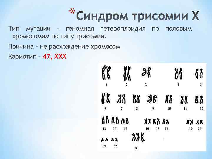 Сколько половых хромосом содержит мышь