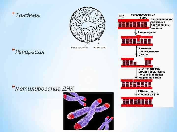 *Тандемы *Репарация *Метилирование ДНК 