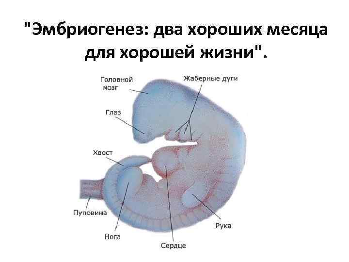"Эмбриогенез: два хороших месяца для хорошей жизни". 