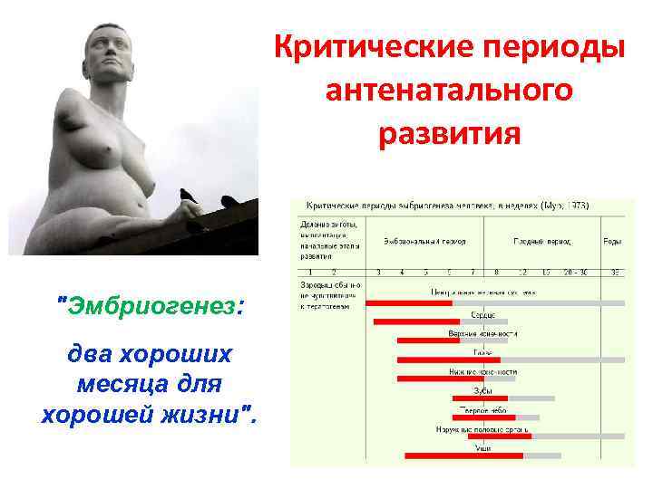 Критические периоды антенатального развития "Эмбриогенез: два хороших месяца для хорошей жизни". 