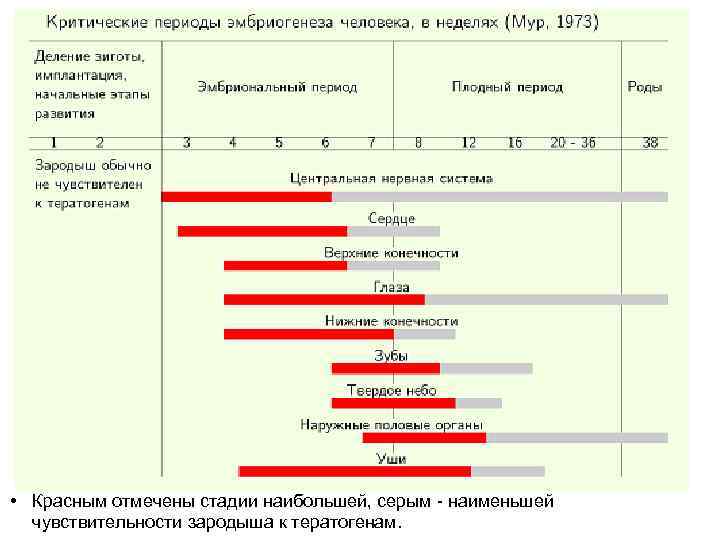  • Красным отмечены стадии наибольшей, серым - наименьшей чувствительности зародыша к тератогенам. 