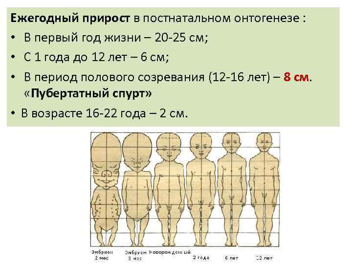 Ежегодный прирост в постнатальном онтогенезе : • В первый год жизни – 20 -25