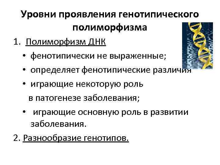 Уровни проявления генотипического полиморфизма 1. Полиморфизм ДНК • фенотипически не выраженные; • определяет фенотипические