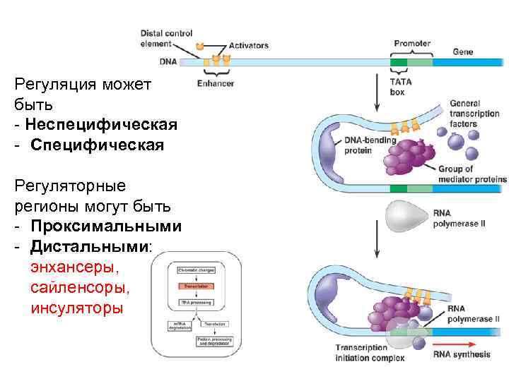 Регуляция может быть - Неспецифическая - Специфическая Регуляторные регионы могут быть - Проксимальными -