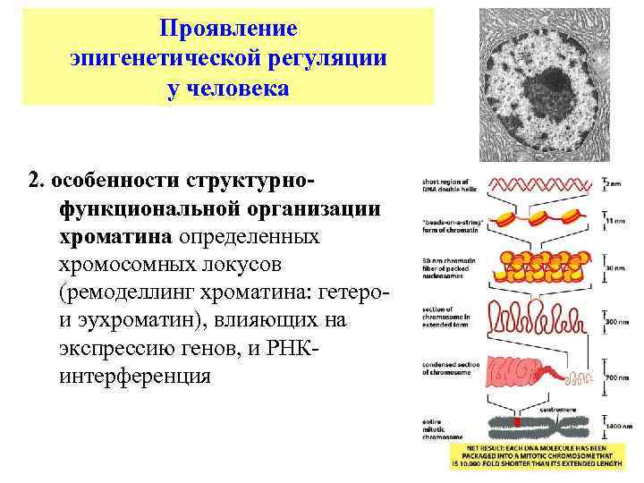 Проявление эпигенетической регуляции у человека 2. особенности структурнофункциональной организации хроматина определенных хромосомных локусов (ремоделлинг