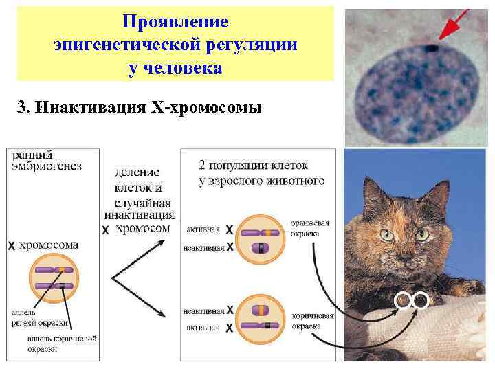 Проявление эпигенетической регуляции у человека 3. Инактивация Х-хромосомы 