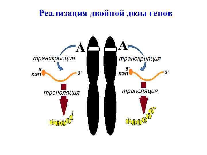 Реализация двойной дозы генов 