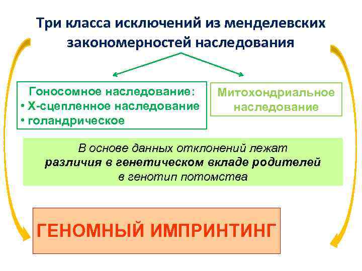 Три класса исключений из менделевских закономерностей наследования Гоносомное наследование: • Х-сцепленное наследование • голандрическое