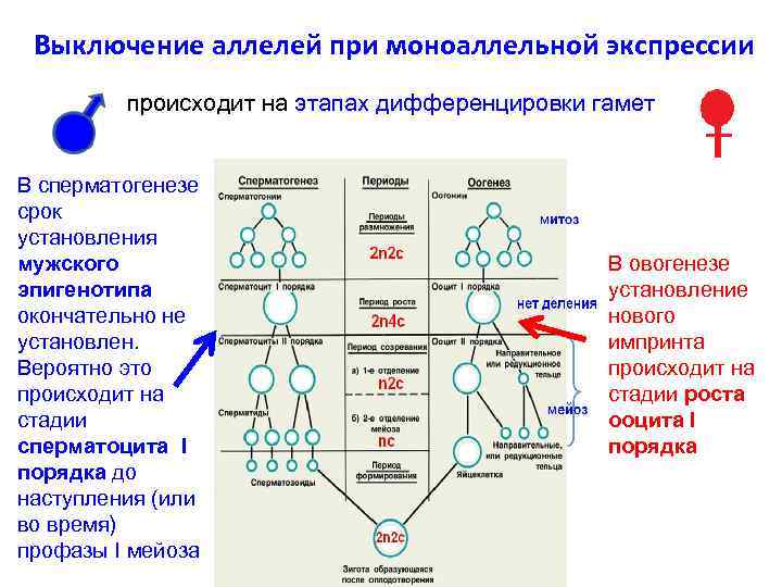 Выключение аллелей при моноаллельной экспрессии происходит на этапах дифференцировки гамет В сперматогенезе срок установления