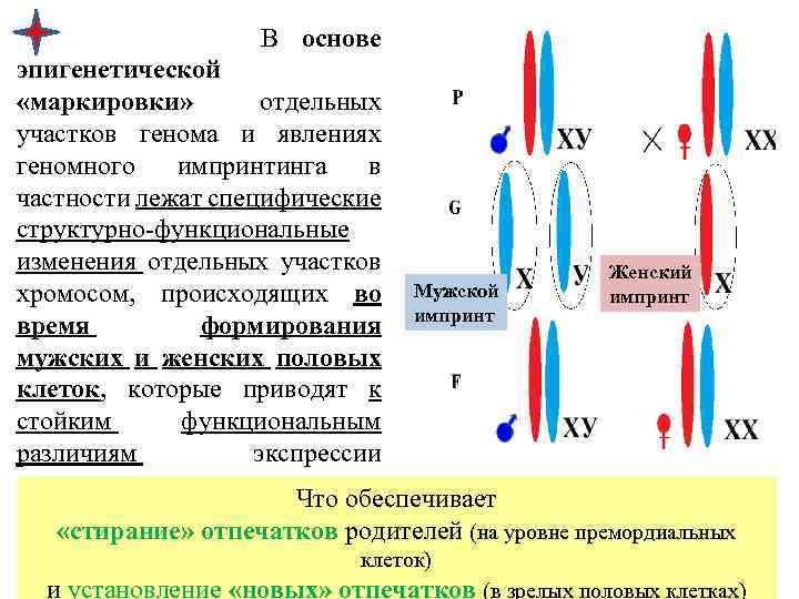  В основе эпигенетической «маркировки» отдельных участков генома и явлениях геномного импринтинга в частности