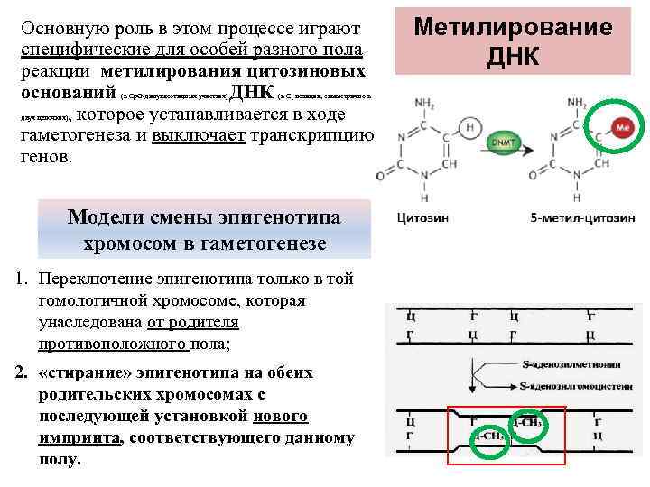 Основную роль в этом процессе играют специфические для особей разного пола реакции метилирования цитозиновых