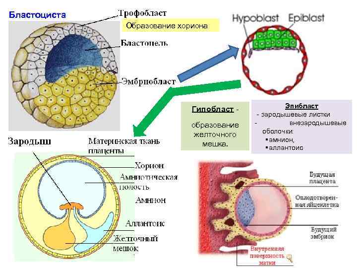 Бластоциста Образование хориона Гипобласт образование желточного мешка. Эпибласт - зародышевые листки - внезародышевые оболочки: