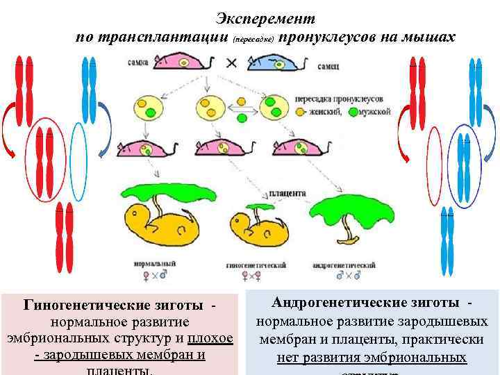 Эксперемент по трансплантации (пересадке) пронуклеусов на мышах Гиногенетические зиготы - нормальное развитие эмбриональных структур
