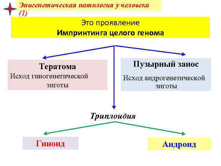 Эпигенетическая патология у человека (1) Это проявление Импринтинга целого генома Пузырный занос Тератома Исход