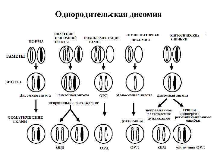 Однородительская дисомия 