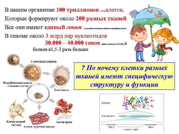 В нашем организме 100 триллионов клеток. Которые формируют около 200 разных тканей Все они