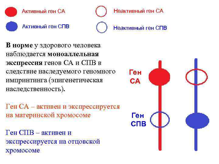 Активный ген СА Неактивный ген СА Активный ген СПВ Неактивный ген СПВ В норме