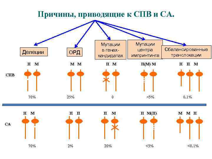 Причины, приводящие к СПВ и СА. Делеции П М ОРД М М Мутации в