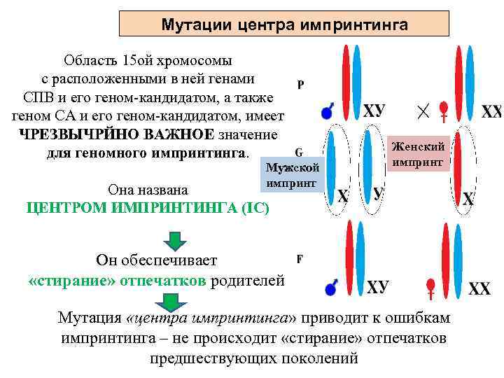 Мутации центра импринтинга Область 15 ой хромосомы с расположенными в ней генами CПВ и