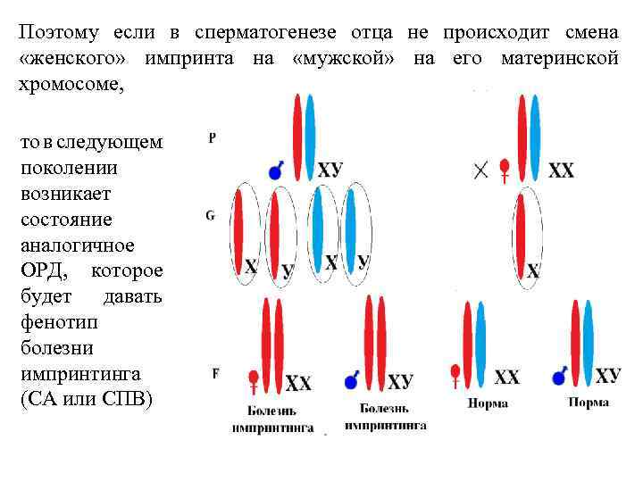 Поэтому если в сперматогенезе отца не происходит смена «женского» импринта на «мужской» на его
