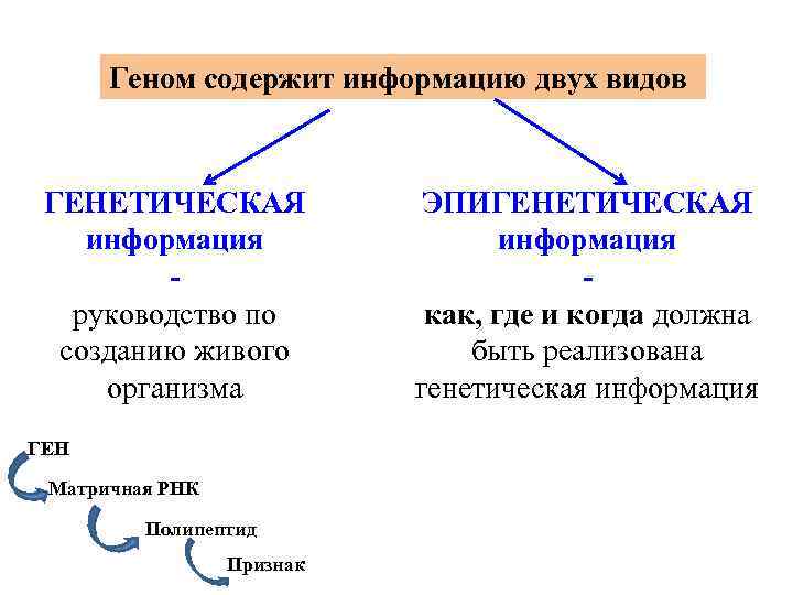Геном содержит информацию двух видов ГЕНЕТИЧЕСКАЯ информация руководство по созданию живого организма ГЕН Матричная