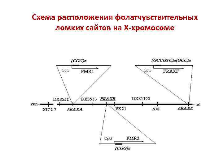 Схема расположения фолатчувствительных ломких сайтов на Х-хромосоме 