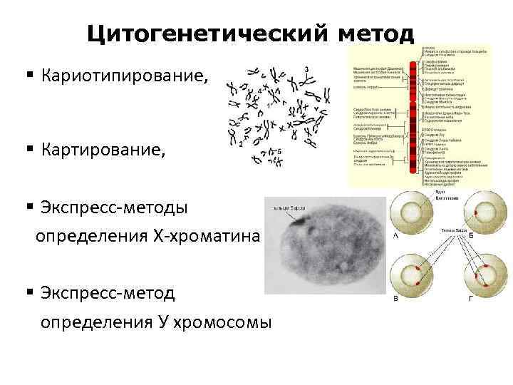 Цитогенетический метод § Кариотипирование, § Картирование, § Экспресс-методы определения Х-хроматина § Экспресс-метод определения У