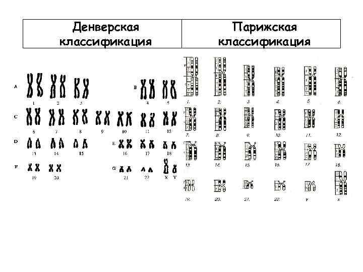 Денверская классификация Парижская классификация 