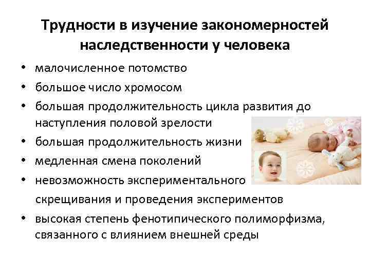 Трудности в изучение закономерностей наследственности у человека • малочисленное потомство • большое число хромосом