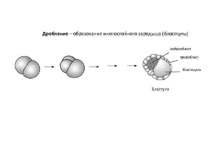Дробление – образование многослойного зародыша (бластулы) Бластула 