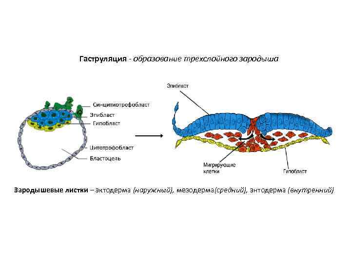 Гаструляция - образование трехслойного зародыша Зародышевые листки – эктодерма (наружный), мезодерма(средний), энтодерма (внутренний) 