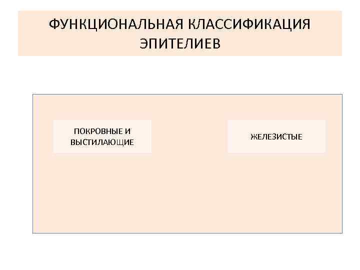 ФУНКЦИОНАЛЬНАЯ КЛАССИФИКАЦИЯ ЭПИТЕЛИЕВ ПОКРОВНЫЕ И ВЫСТИЛАЮЩИЕ ЖЕЛЕЗИСТЫЕ 